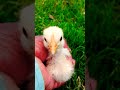 My hen chicks is angry why catch me || Hen Baby Cutest Sound || murgi ke chuje ki Awaaz #shorts