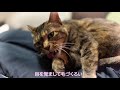 夫のお膝の上で寝るのが好きすぎる猫【relax and sleep】