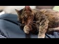 夫のお膝の上で寝るのが好きすぎる猫【relax and sleep】