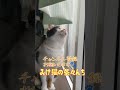 【威嚇する猫】家の窓から電線に停まってるカラスに威嚇するかわいい三毛猫の茶々がこちら。　 保護猫 　