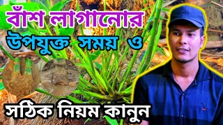 বাঁশ লাগানোর উপযুক্ত সময় ও সঠিক পদ্ধতি!!Bamboo tree!!বাঁশ রোপন পদ্ধতি!! Ep-53