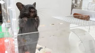 デグーを飼い始めたら想像以上に人懐っこいんですがｗ