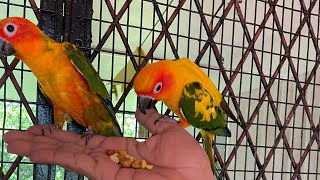 Pineapple Conure || Feeding Conure || food preparation for pineapple conure || #shorts