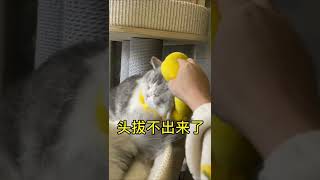 【陈秃秃的一家】关于我家傻猫的一整个迷惑行为