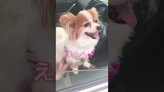 子犬サイズのパピヨンです。毎日可愛いの今日は？　パピヨン/ワンコ/パピヨン犬/トイプードル/可愛い/チワワ