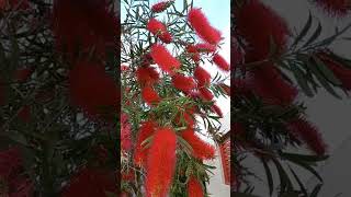 bottlebrush 병솔나무 331 callistemon. moving walk♤♧♤