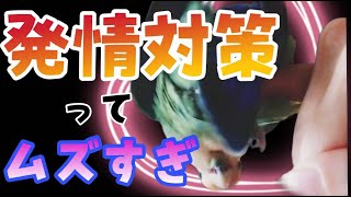 【インコ発情対策】インコに発情対策してたら一生いたちごっこだった。