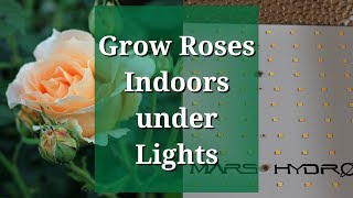 Grow Roses Indoors Under Lights: Mars TS 1000W LED Grow