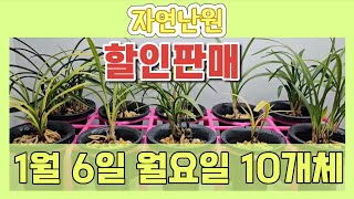 [1월 6일] 할인판매 - 서반, 감중투, 홍화 수사, 홍화 삼홍, 주금화, 진성황화, 황화, 산반화 취화산, 주금화 화성, 복륜복색 단정매 총 10개체입니다♡