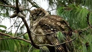 Buho coronado americano (Bubo virginianus)