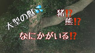 仕事帰りのクワガタチェック！ その２６  第２部