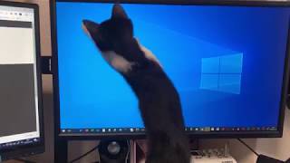 マウスを追いかける猫。。Japanes Cat VS Mouse pointer....