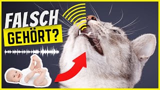 Wenn deine Katze schreit wie ein Baby, ist das kein Zufall!