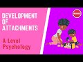 A Level Psychology - Development Of Attachments