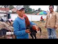 HARGA AYAM KAMPUNG SEMUA JENIS SEDANG MURAH DI PASAR TAMBAK BANYUMAS