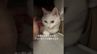 来客に怯えて隠れるミル #ねこ #cat #保護猫