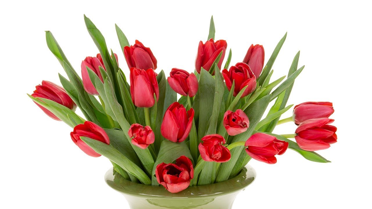 Tulip Care Youtube