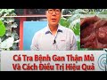 CÁCH TRỊ BỆNH GAN THẬN MỦ TRÊN CÁ TRA HIỆU QUẢ