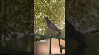 Big,always hungry pigeons of Portugal😄#shortvideo #shortsvideo #shorts #short #animals #animal