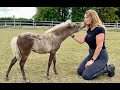 WORLD'S SMALLEST HORSE - The Miniature Horse