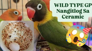 Vlog541 Wild Type GP Nangitlog Sa Ceramic Dito Malabon Pet Market 😊🦜🎄🐦🦜