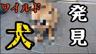 御殿場アウトレットでワイルド犬に出会った【トイプードル】