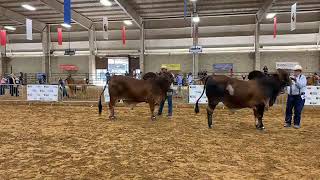 2018 ABBA National Brahman Show Red Bull Intermediate Champion Drive