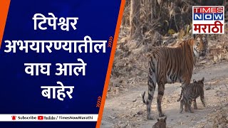 Yawatmal Tipeshwar wildlife sanctuary| टिपेश्वर अभयारण्यातील वाघ बाहेर,नागरिकांमध्ये भीतीचे वातावरण