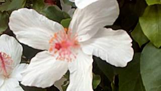 White hibiscus