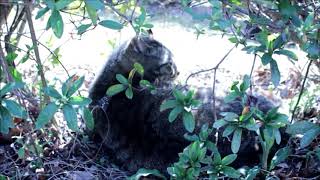 群馬県　多々良沼公園の野良猫