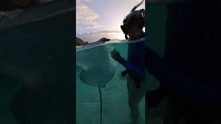 Playing with a stingray! #ocean #stingray #ray #dive #divetravel