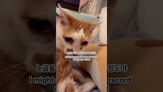 #cat #shorts 21세 노묘 메소_눈곱 많은 거 기록해놔야지_ Having a late-night conversation with my old cat