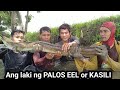 Paghahanap at Paghuli sa malaking PALOS EEL or KASILI !! part2