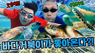 바다거북이가 슈뻘맨을 쫓아와요!! 물리면 큰일난다! 도망쳐!!