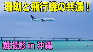 【那覇空港】珊瑚の海と飛行機！着陸機が目の前に！スコールや灼熱地獄との戦い！理想の撮影構図を追え！