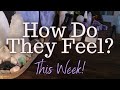 ALL SIGNS: Their Feelings For YOU This Week!!