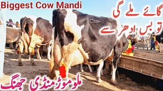 Today Malumor Cow Mandi Video | Australian Friesian Cholistani Cow || Mandi Star