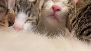 【生後76日の子猫】授乳中の子猫の目線を擬似体験【保護77日目】