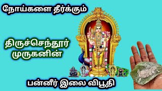 பன்னீர் இலை விபூதி பற்றிய அறிய தகவல்கள் | Tiruchendur Paneer Ilai Vibuti | Tamil #ஓம்முருகா #முருகன்