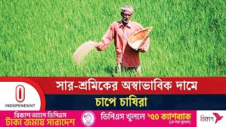 ফসল উৎপাদনে খরচ বেশি হওয়ায় বেড়েছে লোকসানের আশঙ্কা | Irri Boro | Boro Cultivation | Independent TV