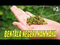 JEJAK PETUALANG | BENTALA NEGERI NAN KAYA (15/09/21) Part 3