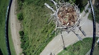 Drone Offers an Unprecedented Peek Inside an Osprey Nest