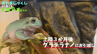 オタマジャクシから育てるイエアメガエル【上陸から３か月後...】