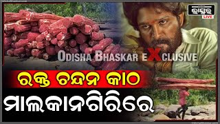 Exclusive:ମାଲକାନଗିରିରେ ପହଁଚିଲା ସୁପରହିଟ ଫିଲ୍ମ \