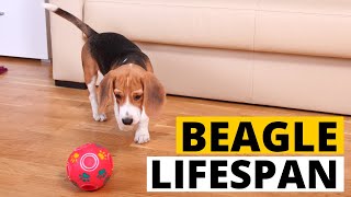 Beagle Lifespan and How to Help them Live Longer?