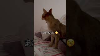 寒くて布団に潜ってたけどお腹が空いて出てきた猫 #shorts #cats