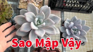 Cách bón phân giúp sen đá mập đẹp | succulent Gia Nghia