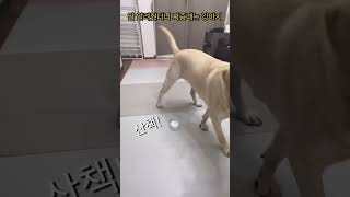 짜증내는 강아지ㅋㅋ#말하는강아지#리트리버#대형견#labrador #말하기버튼훈련#산책#shorts