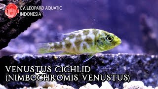 Venustus Cichlid. The \