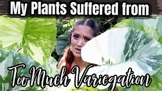 Too Much Variegation Made My Plants Sick - Variegated Houseplants \u0026 Aroids